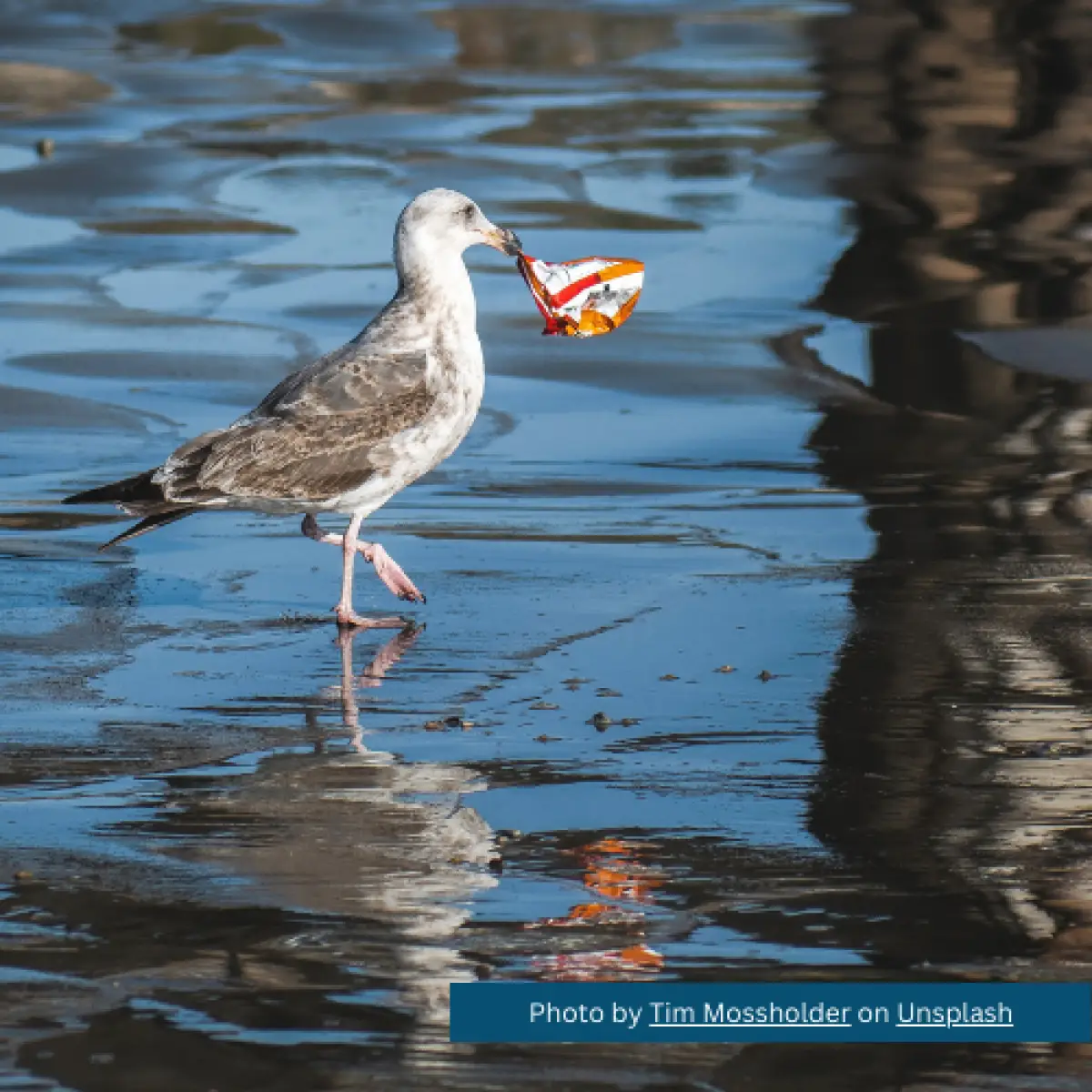 World Environment Day 2023 Gull