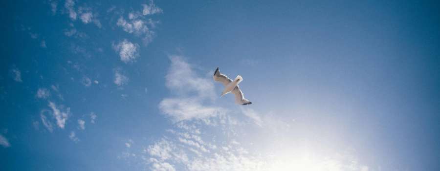 TasPorts’ focus on innovative seagull management