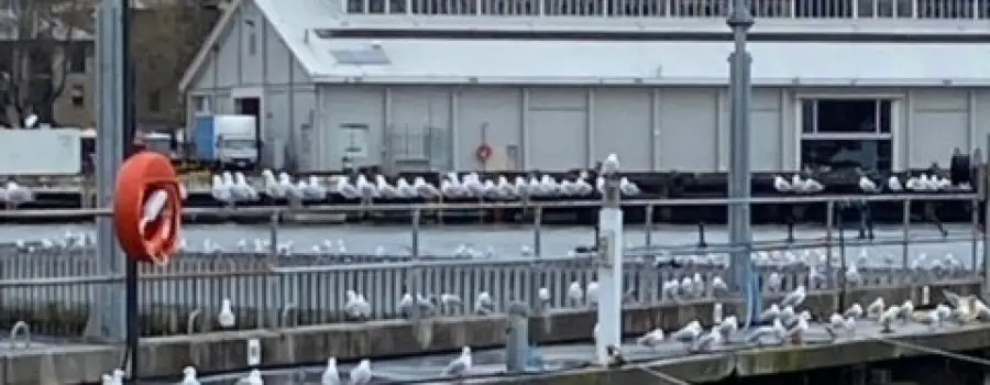 Bird management achieving TasPorts' 'gulls'