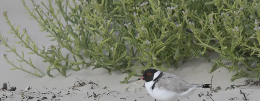 TasPorts engaging Island Communities for Shorebird Conservation
