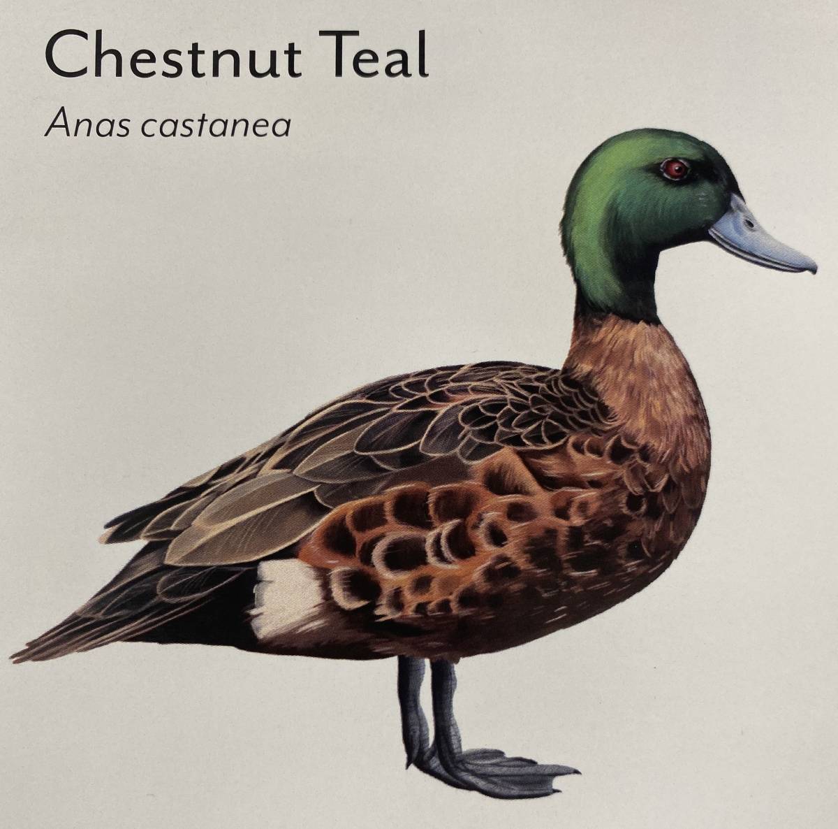 Ducks of Tasmania Chestnut Teal