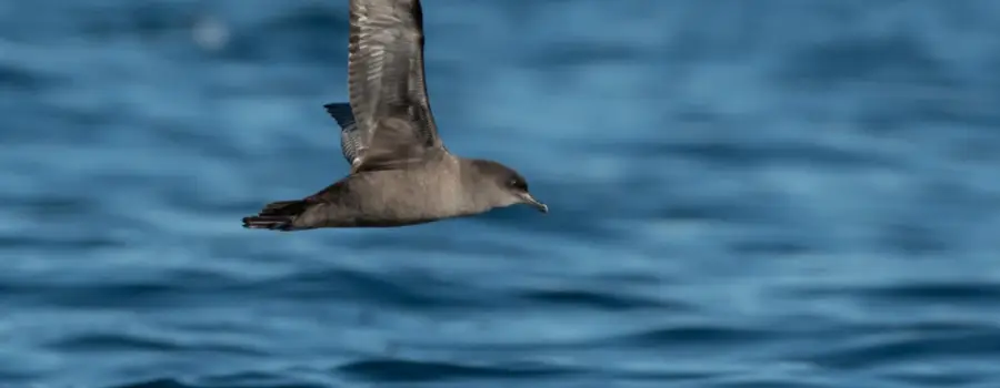 Protecting Bass Strait's Shearwaters | TasPorts' ongoing commitment